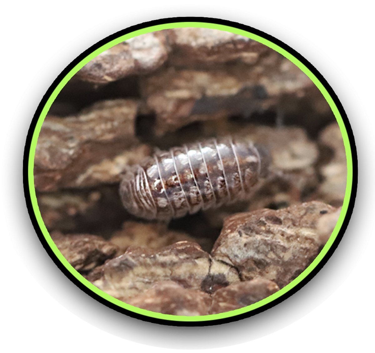 Isopods Lil's Shop Of Horrors